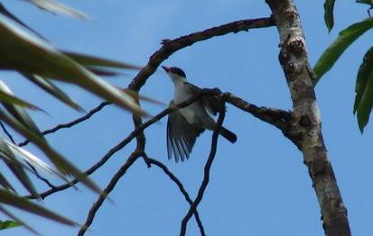 Black-tailed_Tityra