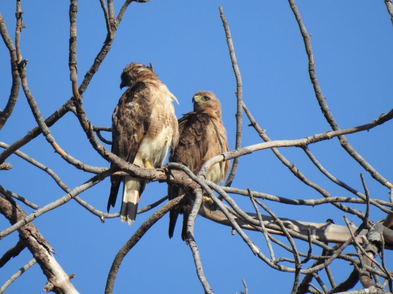 Breedvleugelbuizerd
