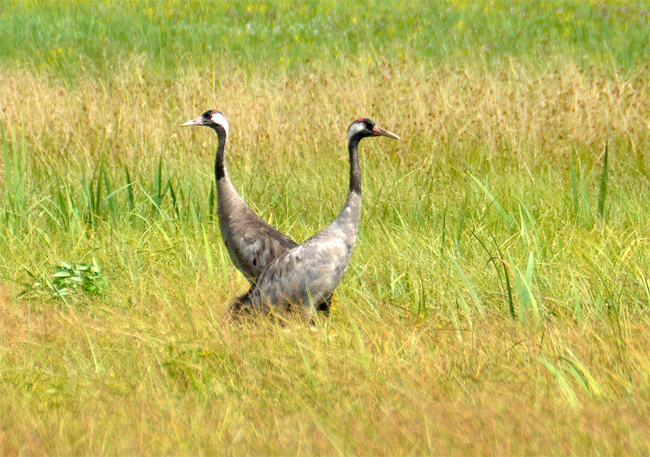 Cranes_II