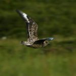 Great_Skua_flying