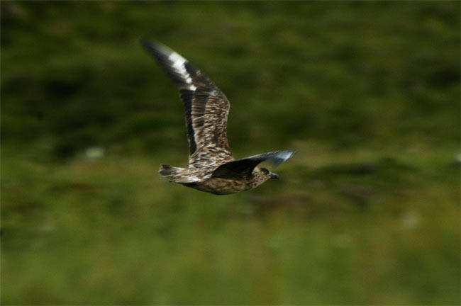 Great_Skua_flying