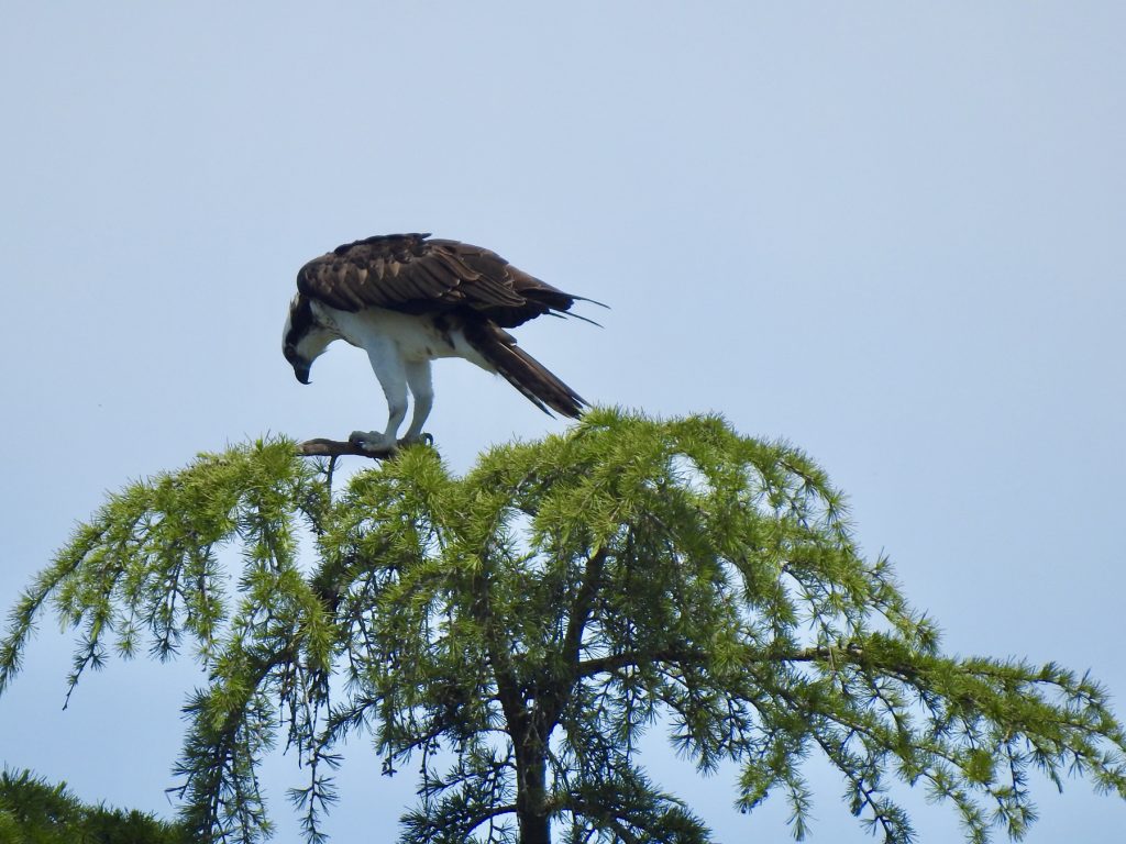 Osprey_-_visarend_1