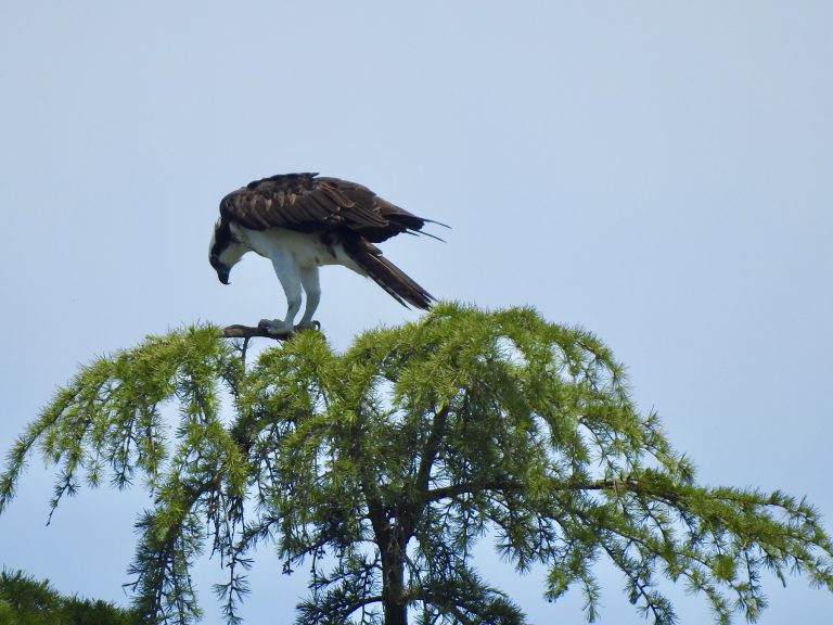 Osprey_-_visarend_1