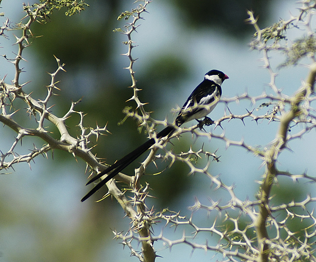 Pintailed_Whydah_