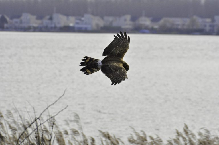 Western_Marsh-harrier_3