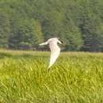 Whiskered_Tern