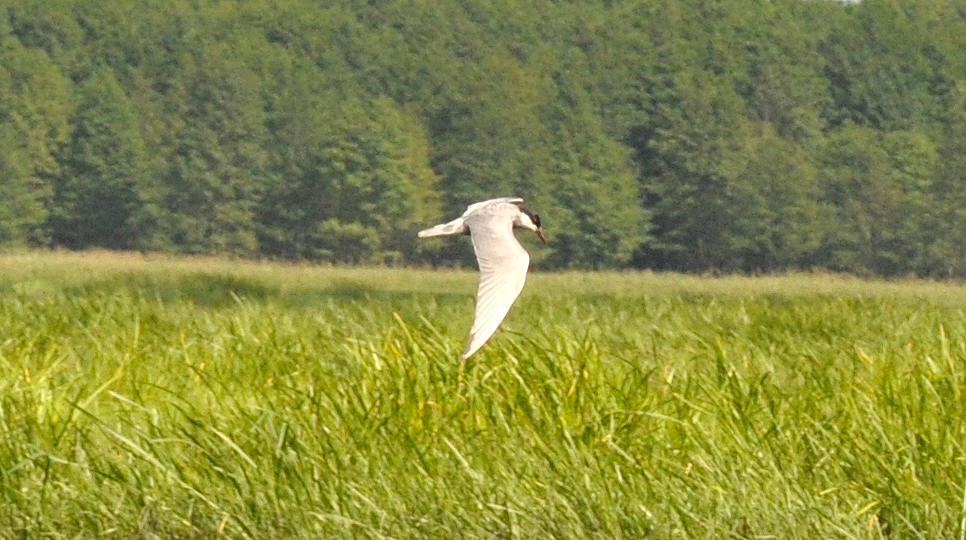 Whiskered_Tern