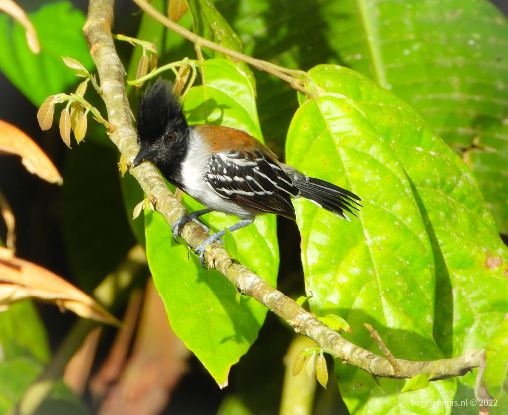 Zwartkuifmierklauwier_-_Black-crested_antshrike_28Sakesphorus_canadensis29_2