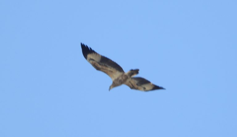 f42782720