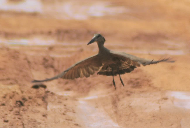hamerkop_landing