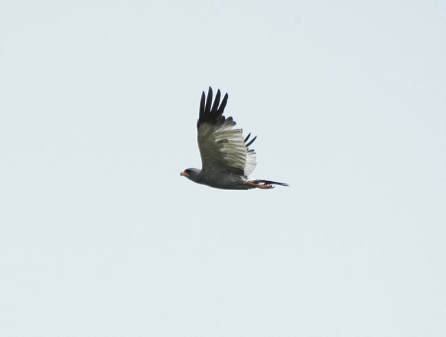 Dark-chanting_Goshawk