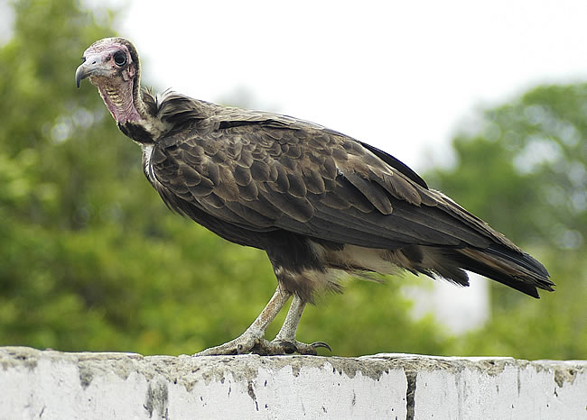 Hooded_Vulture