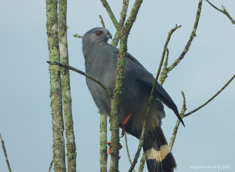 Langpootkiekendief - crane hawk (Geranospiza caerulescens)
