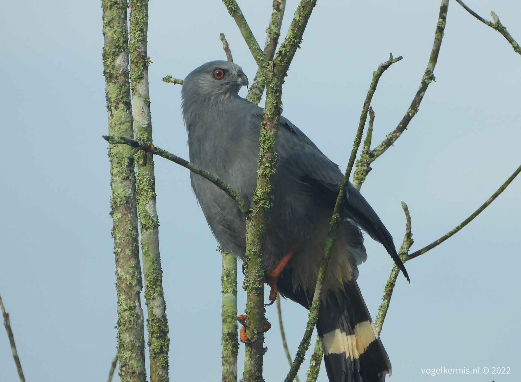 Langpootkiekendief - crane hawk (Geranospiza caerulescens)