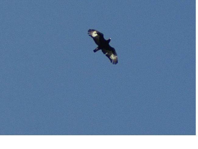 Long-crested_Eagle