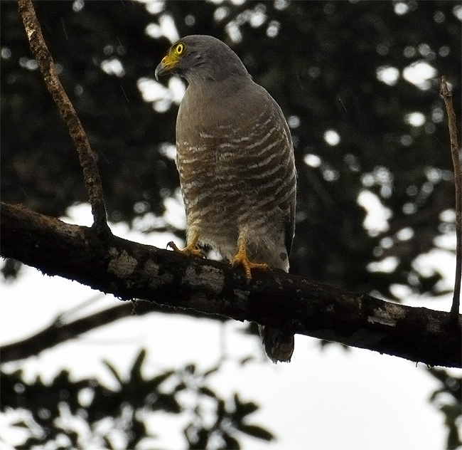 Wegbuizerd