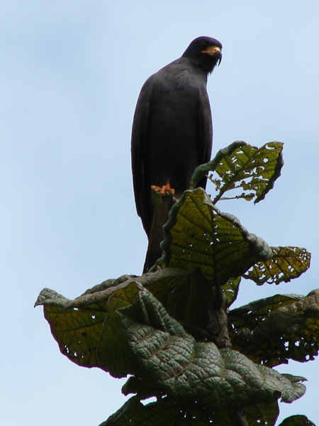 Snail_Kite