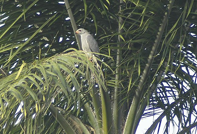 lizard-buzzard